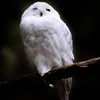 LAMPA SOLARNA LED OGRODOWA OWL SHINES 1szt + 1szt GRATIS