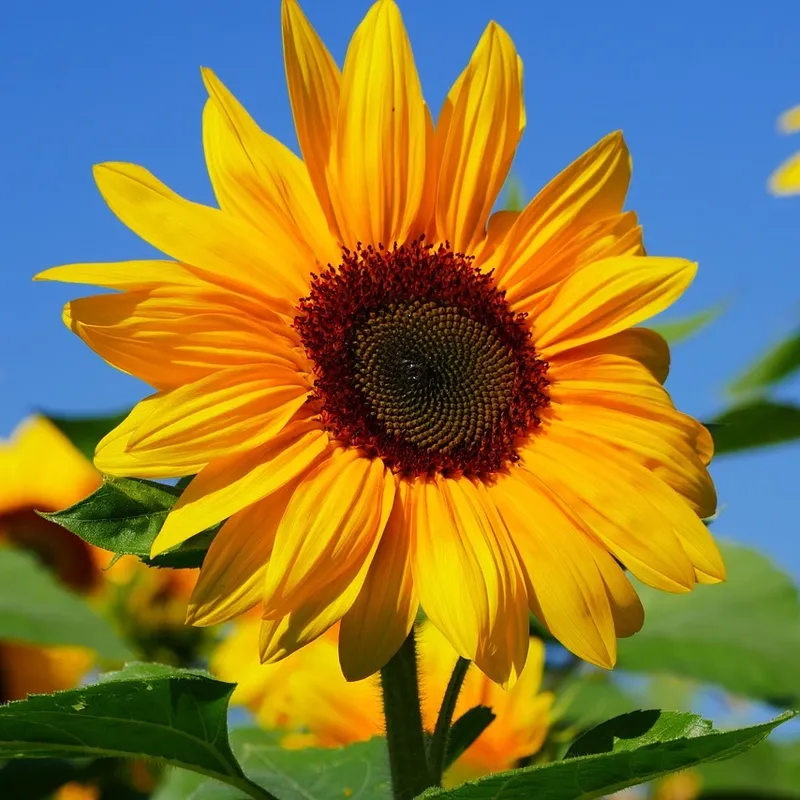LAMPA SOLARNA LED OGRODOWA SUNFLOWER SHINES 1szt + 1szt GRATIS