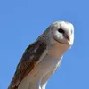 LAMPA SOLARNA LED OGRODOWA OWL SHINES 1szt + 1szt GRATIS