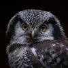 LAMPA SOLARNA LED OGRODOWA OWL SHINES 1szt + 1szt GRATIS
