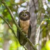LAMPA SOLARNA LED OGRODOWA OWL SHINES 1szt + 1szt GRATIS