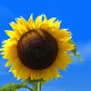 LAMPA SOLARNA LED OGRODOWA OWL SHINES 1szt + 1szt GRATIS