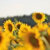 LAMPA SOLARNA LED OGRODOWA SUNFLOWER SHINES 1szt + 1szt GRATIS