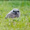 LAMPA SOLARNA LED OGRODOWA OWL SHINES 1szt + 1szt GRATIS