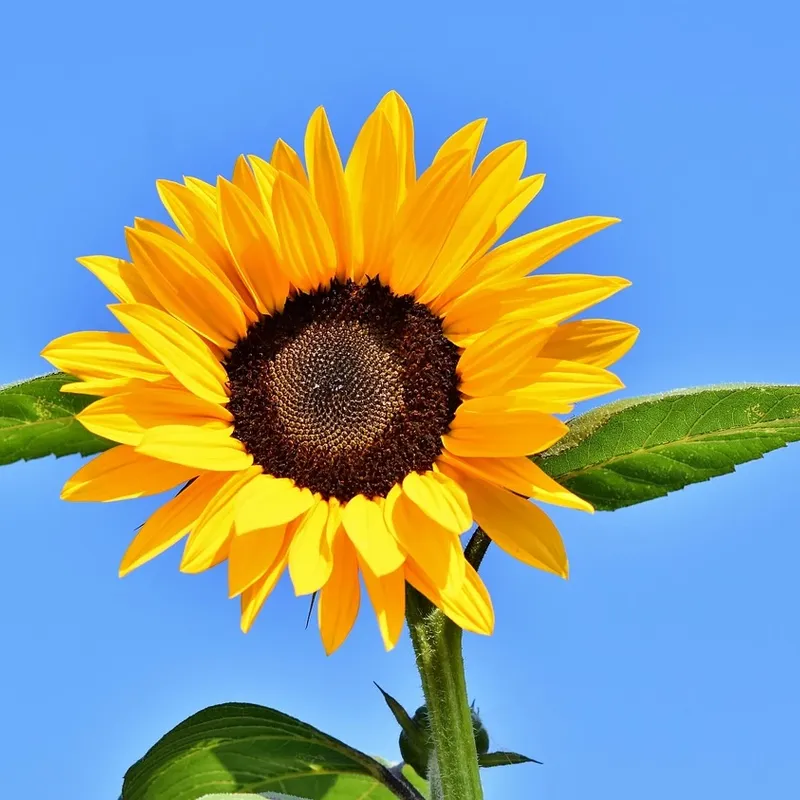 LAMPA SOLARNA LED OGRODOWA SUNFLOWER SHINES 1szt + 1szt GRATIS