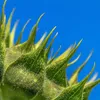 LAMPA SOLARNA LED OGRODOWA SUNFLOWER SHINES 1szt + 1szt GRATIS