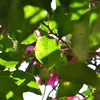 LAMPA SOLARNA Z CZUJNIKIEM RUCHU ZMIERZCHU 100 LED