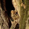 LAMPA SOLARNA LED OGRODOWA OWL SHINES 1szt + 1szt GRATIS