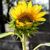 LAMPA SOLARNA LED OGRODOWA SUNFLOWER SHINES 1szt + 1szt GRATIS