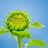 LAMPA SOLARNA LED OGRODOWA SUNFLOWER SHINES 1szt + 1szt GRATIS