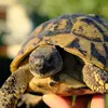 CZOŁG ZDALNIE STEROWANY NA PILOT RC