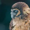 LAMPA SOLARNA LED OGRODOWA OWL SHINES 1szt + 1szt GRATIS