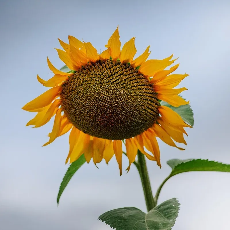 LAMPA SOLARNA LED OGRODOWA SUNFLOWER SHINES 1szt + 1szt GRATIS