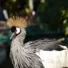 ELSA STRÓJ KOSTIUM PRZEBRANIE SUKIENKA RĘKAWICZKI KORONA