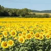 LAMPA SOLARNA LED OGRODOWA SUNFLOWER SHINES 1szt + 1szt GRATIS