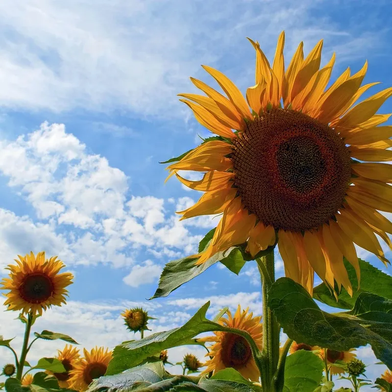 LAMPA SOLARNA LED OGRODOWA SUNFLOWER SHINES 1szt + 1szt GRATIS