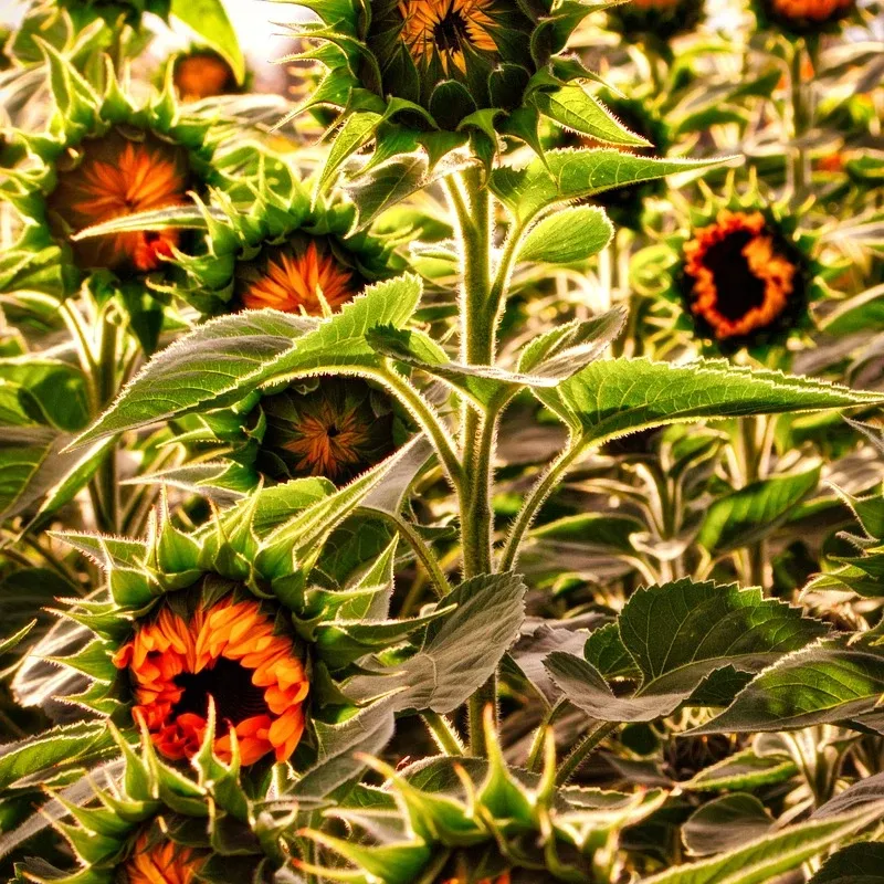 LAMPA SOLARNA LED OGRODOWA SUNFLOWER SHINES 1szt + 1szt GRATIS