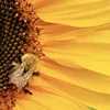LAMPA SOLARNA LED OGRODOWA SUNFLOWER SHINES 1szt + 1szt GRATIS